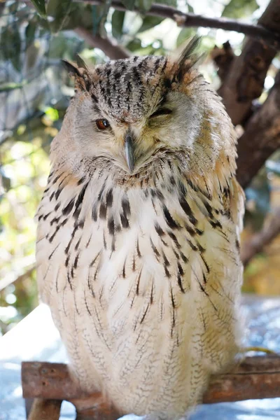 Close Western Siberian Eagle Owl Sitting Branch — Stock Photo, Image