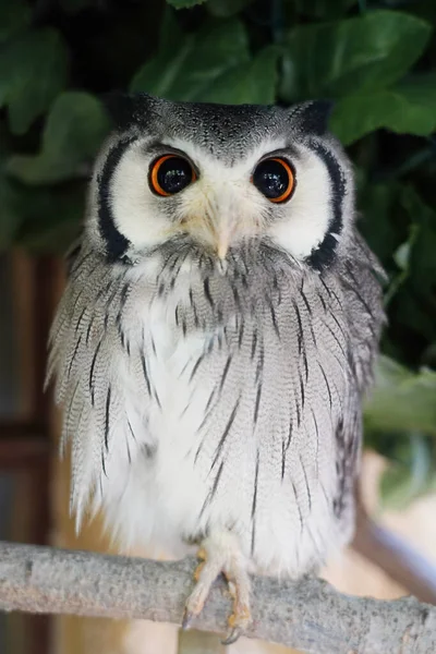 Close White Faced Owl Sitting Branch — Stock Photo, Image