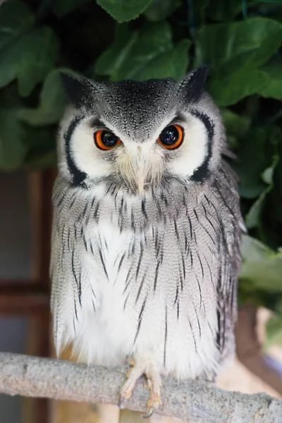 Close White Faced Owl Sitting Branch — Stock Photo, Image