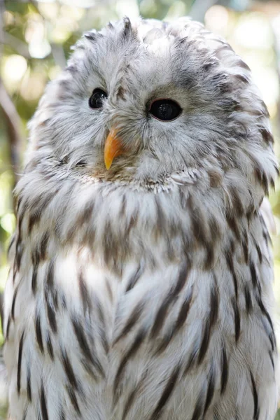 Närbild Ural Owl Sitter Grenen — Stockfoto