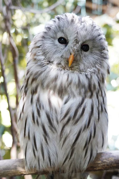 Close Ural Owl Sitting Branch — Stock Photo, Image