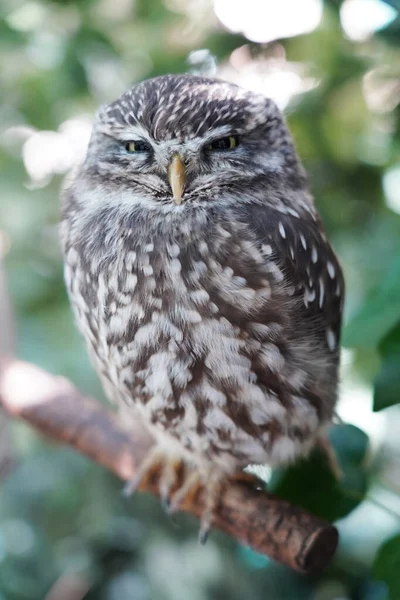 Close Little Owl Sitting Branch — Stock Photo, Image