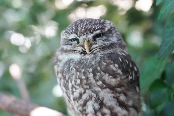Close Little Owl Sitting Branch — Stock Photo, Image