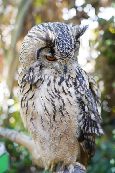 Close Indian Eagle Owl Sitting Branch — Stock Photo, Image