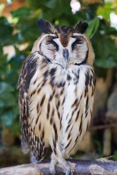 Close Striped Owl Sitting Branch — Stock Photo, Image