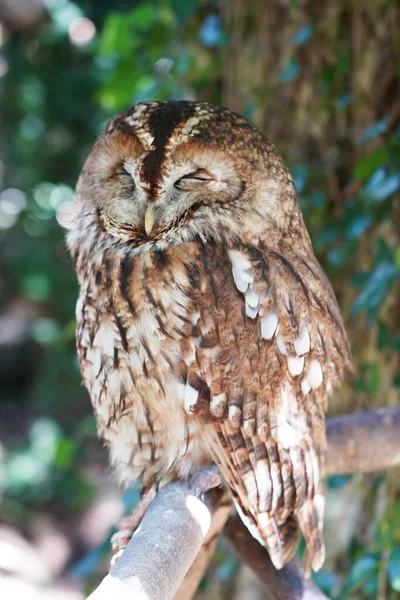 Tawny Owl坐在树枝上的特写 — 图库照片