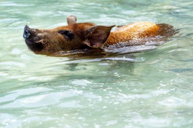 Bahamalar 'da yüzen domuz