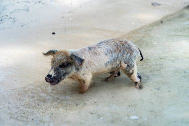 Bahamalar 'da yüzen domuz