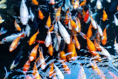 Japon Koi balığı siyah arka planda yüzüyor
