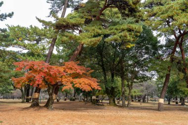 Japonya 'da sonbaharda kırmızı akçaağaç