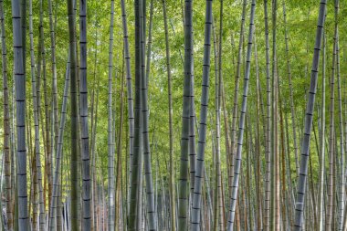 Beppu, Japonya 'daki Beppu Park' taki Bambu koruluğu