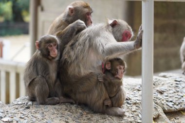 Beppu, Japonya 'daki Takasaki Dağı' nda vahşi Japon maymunu.