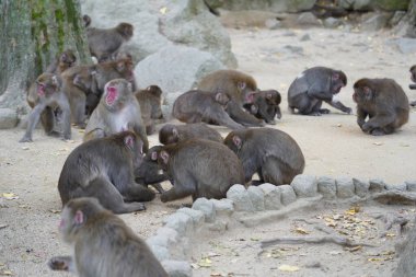 Beppu, Japonya 'daki Takasaki Dağı' nda vahşi Japon maymunu.