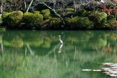 Japonya, Beppu 'daki Umijigoku' da güzel bir gölet bahçesi.