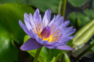 Tek bir sulu çiçeğe yakın çekim