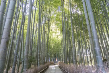 Hokokuji Tapınağındaki Güzel Bambu Bahçesi