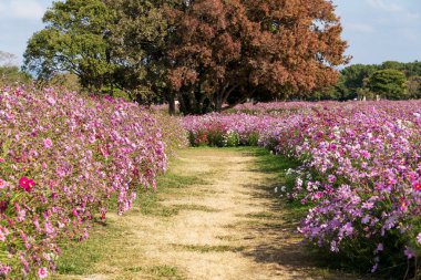 Fukuoka, Japonya 'daki Uminonakamichi Parkı' nda kozmos sahası.