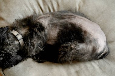 Cushings Hastalıklı Schnauzer