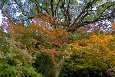 Fukuoka, Japan  November 15, 2022 :The camphor tree at Dazaifu Tenmangu Shrine, which is the head shrine of 10,000 Tenjin Shrines across Japan. clipart