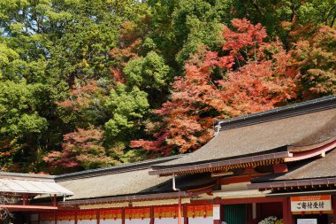 Fukuoka, Japan  November 15, 2022 : Dazaifu Tenmangu Shrine, which is the head shrine of 10,000 Tenjin Shrines across Japan. clipart