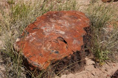Arizona, ABD 'deki Petrified Forest Ulusal Parkı' nda taşlaşmış kütükler.