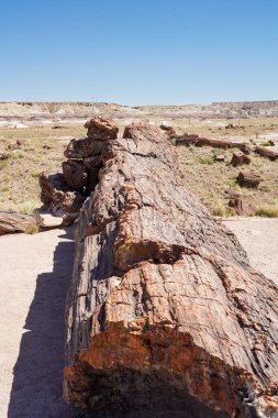 Arizona, ABD 'deki Petrified Forest Ulusal Parkı' nda taşlaşmış kütükler.