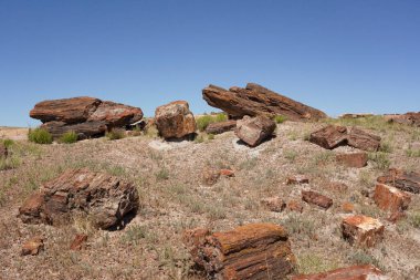 Arizona, ABD 'deki Petrified Forest Ulusal Parkı' nda taşlaşmış kütükler.