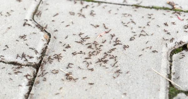 Spousta Mravenců Zemi Stovky Mravenců Betonovém Chodníku Problém Zamoření Mravenci — Stock fotografie