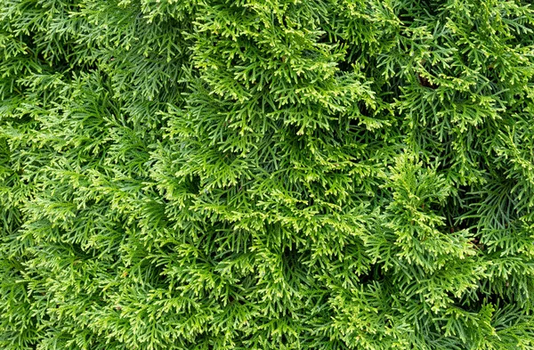 Bright green thuja tree foliage closeup, simple natural minimal background texture, backdrop, nobody, summer. Coniferous tree cupressaceae cypress family, evergreen trees growth concept, no people