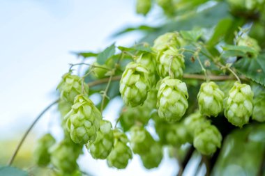 Açık yeşil taze zıplama çiçekleri vahşi doğada doğal olarak yetişiyor. Zıplama bitkisi makro detayı, aşırı yakın çekim, doğal durum. Bira üretim malzemeleri basit konsept, hiç kimse, hasat