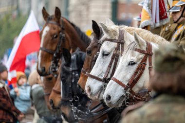 Military horses in a row, part of a ceremonial unit, Polish 11 November Independence Day event celebration parade, group of people, lifestyle, Krakow, Poland clipart
