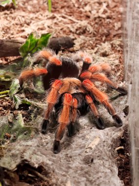 Meksika kırmızı dizli tarantulası teraryum habitatında, aşırı yakın çekim makro çekim, kıllı turuncu ve siyah bacaklar, doğal çevrenin ağları ve yaprakları, kıllı örümceği yakından, hiç kimse