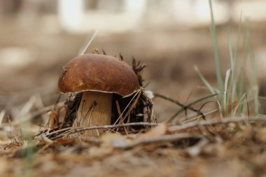 Sonbahar peri masalı ormanında yenebilir mantarlı kahverengi başlıklı Boletus edulis..