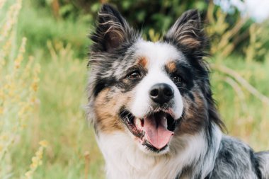 Avustralya çoban köpeğinin bir köpeği, kahverengi gözlü, yakın planda..