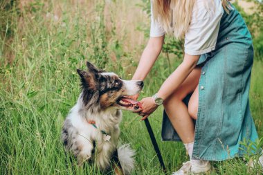 Avustralya çoban köpeğinin bir köpeği, kahverengi gözlü, yakın planda..