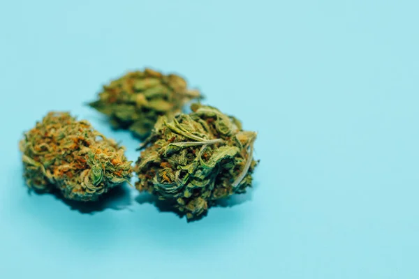 Ιατρική Μαριχουάνα Ταξιανθίες Του Φυτού Shinki Weed Μπλε Φόντο — Φωτογραφία Αρχείου