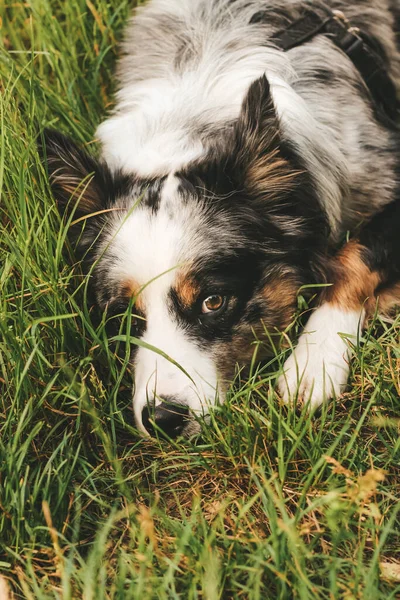 Pies Australijskiej Rasy Pasterza Brązowymi Oczami Spacerze Zbliżenie — Zdjęcie stockowe