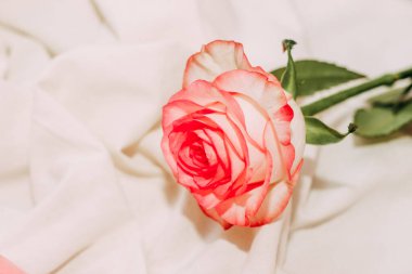 Beyaz çarşaf üzerinde pembe çay gülü.