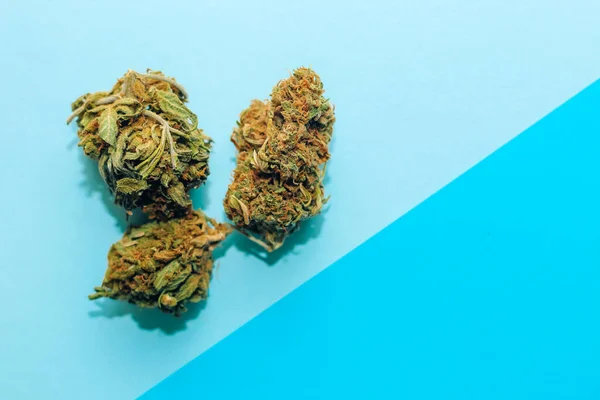 Medyczna Marihuana Kwiatostany Chwastów Shinki Roślin Niebieskim Tle — Zdjęcie stockowe