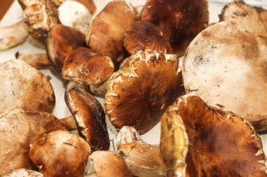Kahverengi tahtalardan yapılmış bir masada yemek için hazırlanan Boletus edulis..