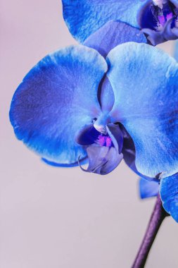 Çiçek açan mavi orkide dalları. Yakın plan, falaenopsis..