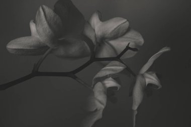 A branch of a blooming orchid close-up, phalaenopsis black and white photo.