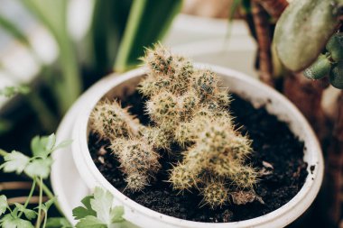 Cactus of room growth in a plastic pot close-up.