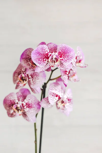 Branch Blooming Purple Orchid Close Phalaenopsis — Fotografia de Stock
