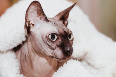 Kanadalı Sphynx cinsinin kel kedisi kırbaçla kaplanmış..