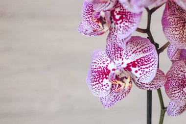 Çiçek açan mor orkide dalı. Yakından, falaenopsis..