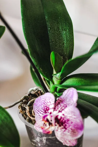 Branch Blooming Purple Orchid Close Phalaenopsis — Foto Stock