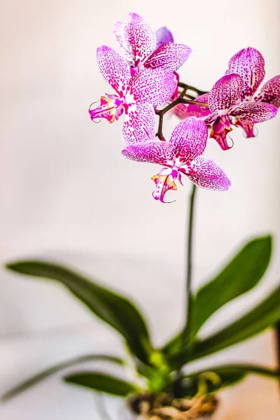 Branch Blooming Purple Orchid Close Phalaenopsis — Zdjęcie stockowe