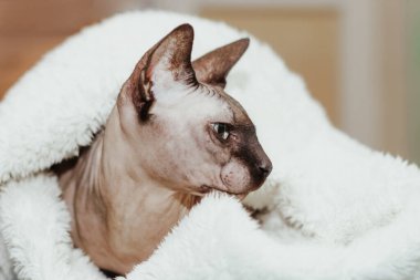 Kanadalı Sphynx cinsinin kel kedisi kırbaçla kaplanmış..