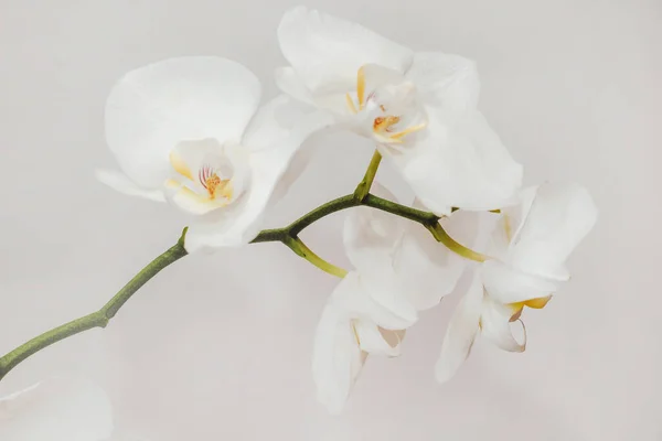 Branch Blooming White Orchid Close Phalaenopsis — Fotografia de Stock